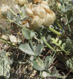 Astragalus ellipsoideus