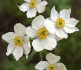 Anemonastrum protractum. Цветки. Кыргызстан, Нарынская обл., левый берег р. Нарын, долина руч. Бурган-Суу. 05.06.2015.