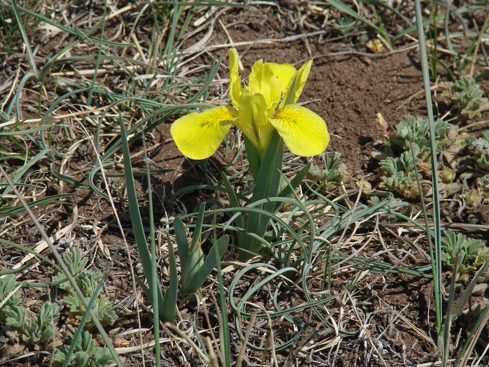 Изображение особи Iris humilis.