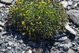 Crepis nana. Цветущее растение. Каменные россыпи в низкогорье на западе Чукотки. 25.07.2011.
