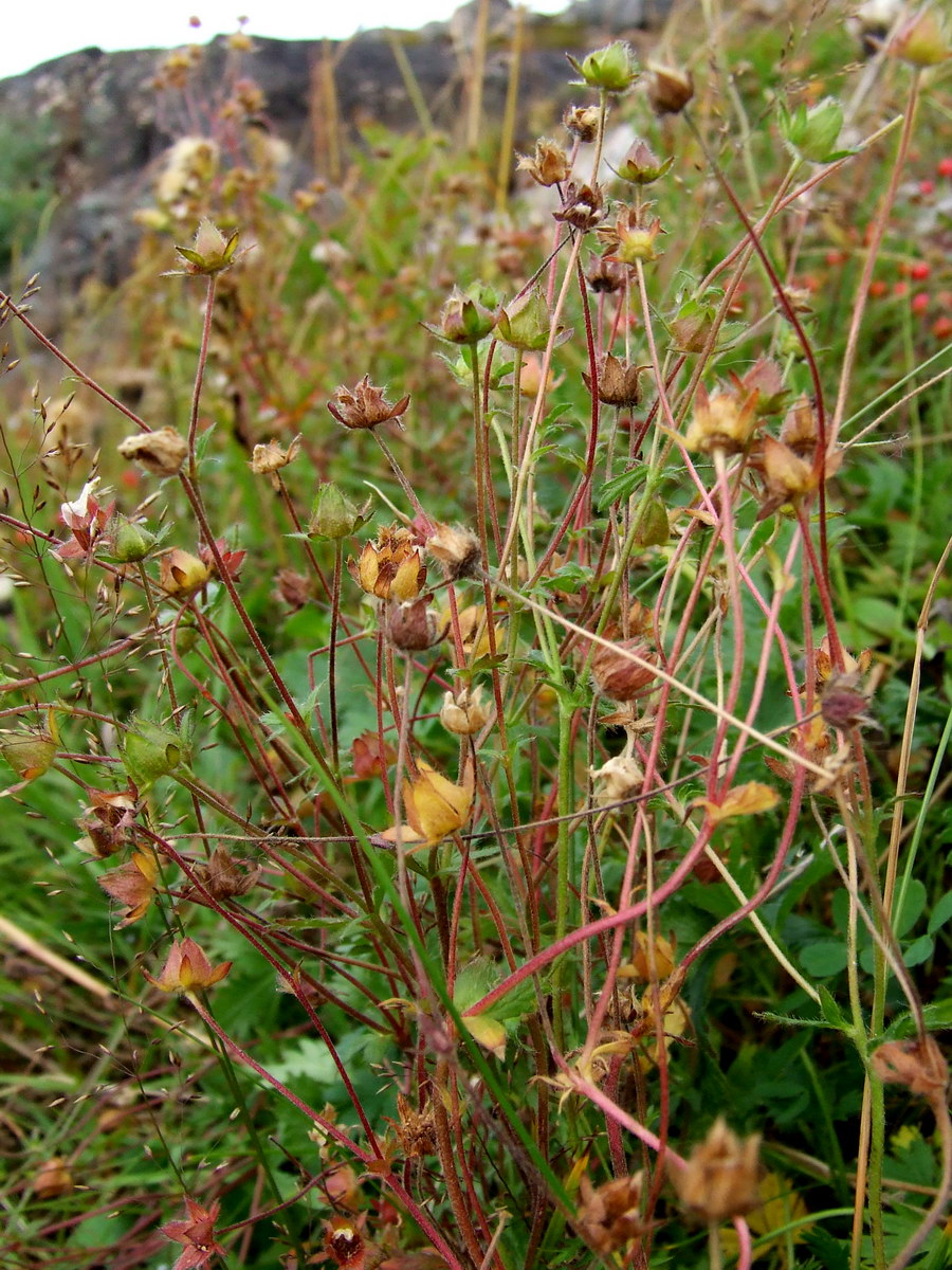 Изображение особи род Potentilla.