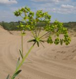 Euphorbia seguieriana