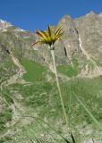 Tragopogon filifolius. Верхушка побега с соцветием. Кабардино-Балкария, Эльбрусский р-н, долина р. Ирик, ок. 2800 м н.у.м. 14.07.2016.