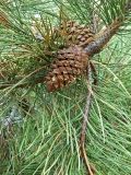 Pinus nigra. Часть ветки с шишками. Испания, Центральная Кордильера, национальный парк Сьерра-де-Гуадаррама, гора Абантос, ок. 1250 м н.у.м. Октябрь.