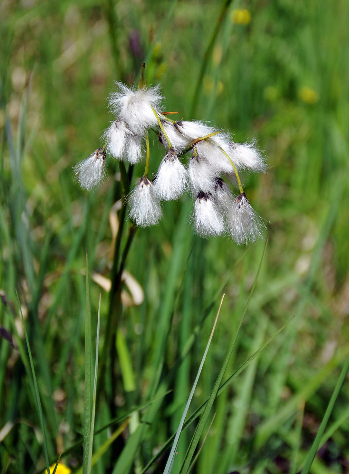 Изображение особи Eriophorum angustifolium.