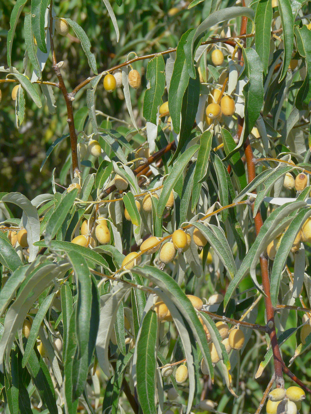 Изображение особи Elaeagnus angustifolia.