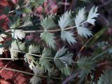 Pimpinella tragium