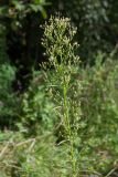 Conyza canadensis