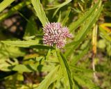 Eupatorium lindleyanum. Верхушка растения с соцветием. Амурская обл., Бурейский р-н, правый берег р. Бурея, окр. с. Малиновка. 17.07.2016.