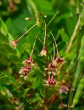 Phyllanthus pulcher