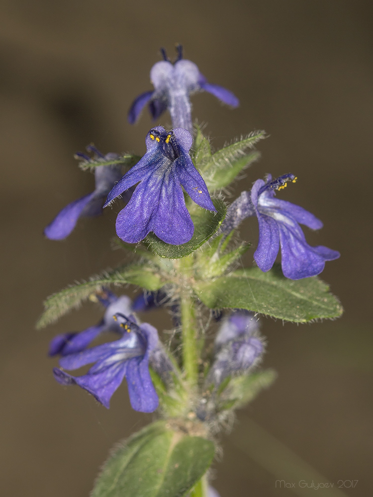 Изображение особи Ajuga genevensis.