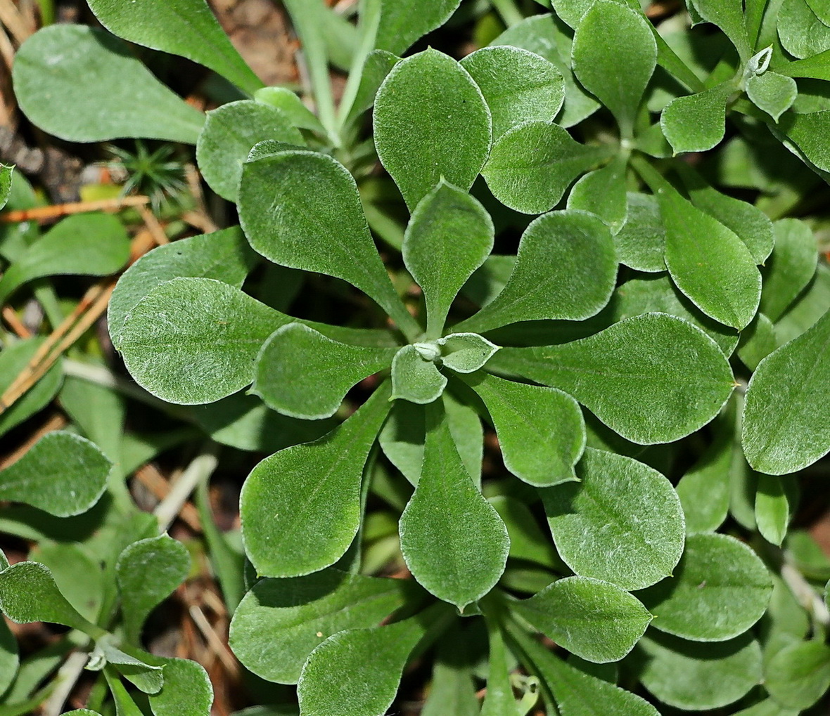 Изображение особи Antennaria dioica.