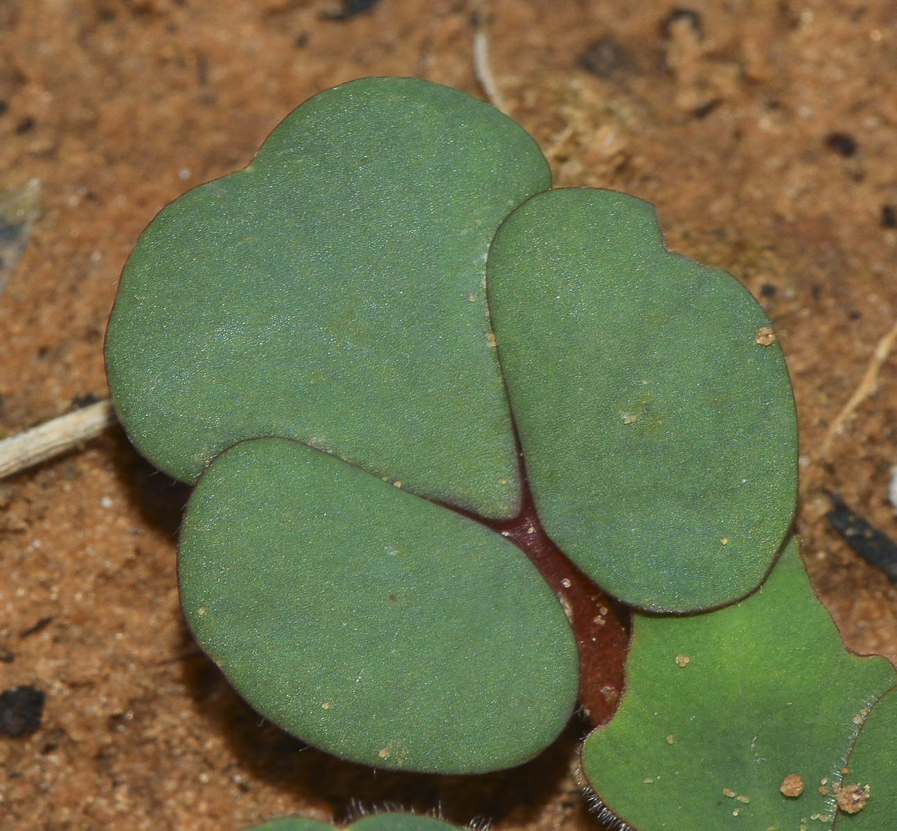 Изображение особи Oxalis luteola.