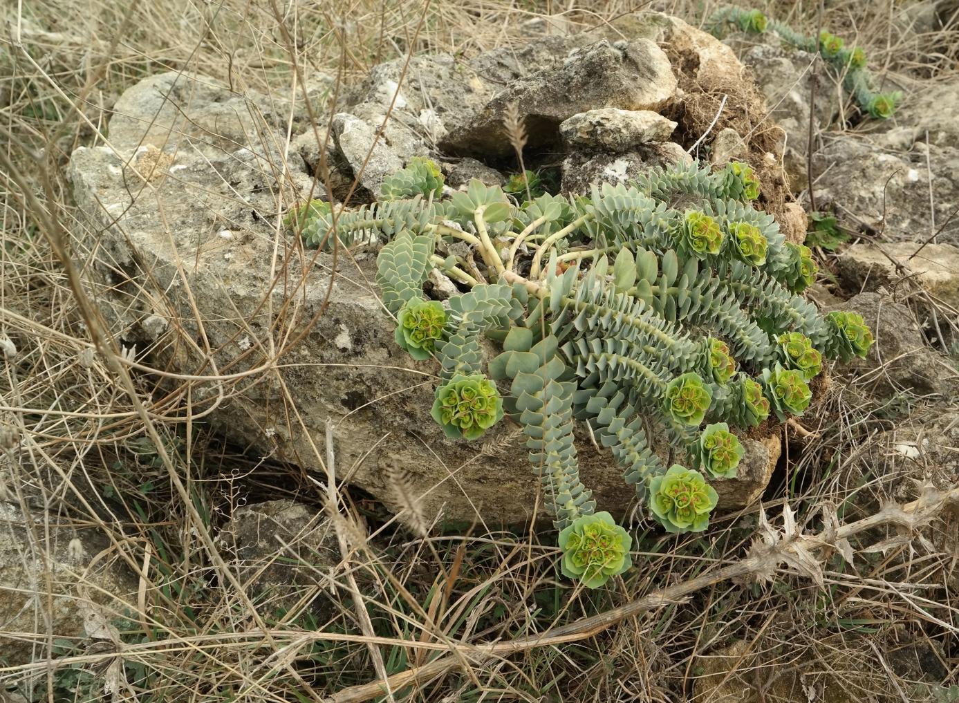 Изображение особи Euphorbia myrsinites.