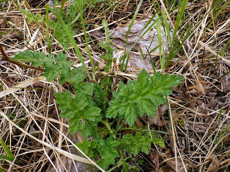 Изображение особи Echinops sphaerocephalus.