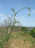 Pimpinella peregrina