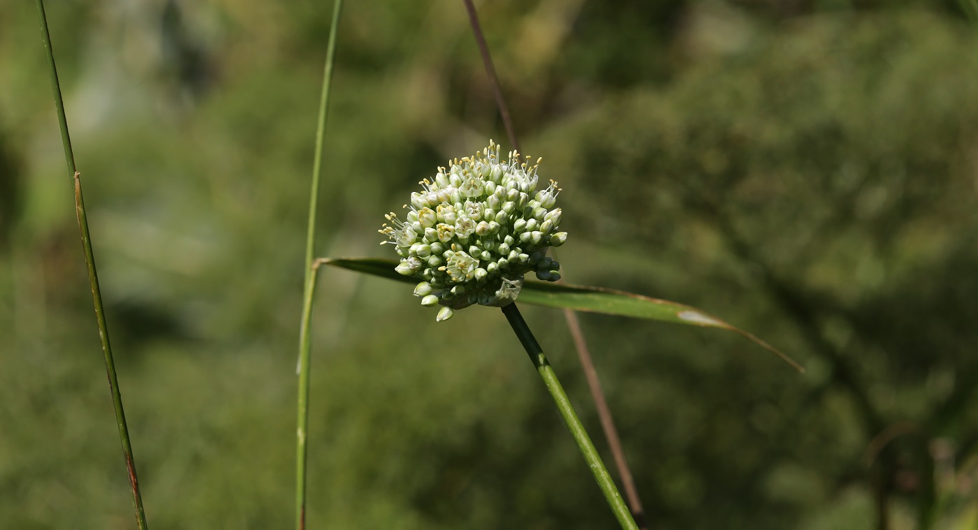 Изображение особи Allium drobovii.