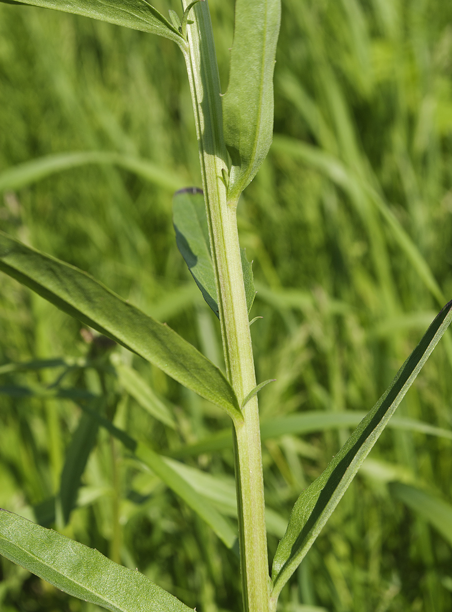 Изображение особи Erysimum cheiranthoides.