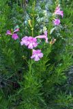 Incarvillea olgae