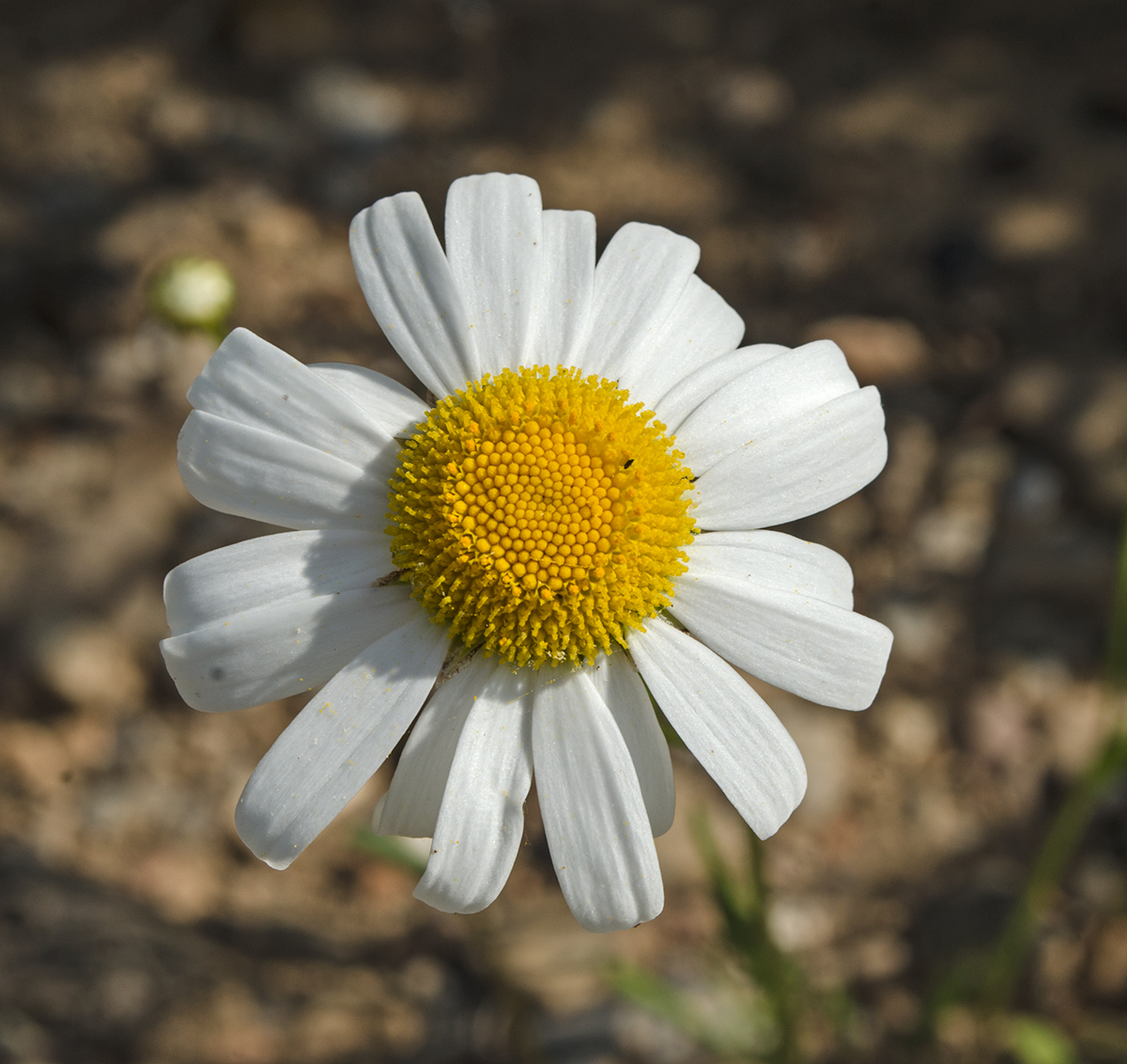 Изображение особи Leucanthemum vulgare.