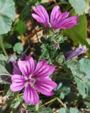 Malva mauritiana