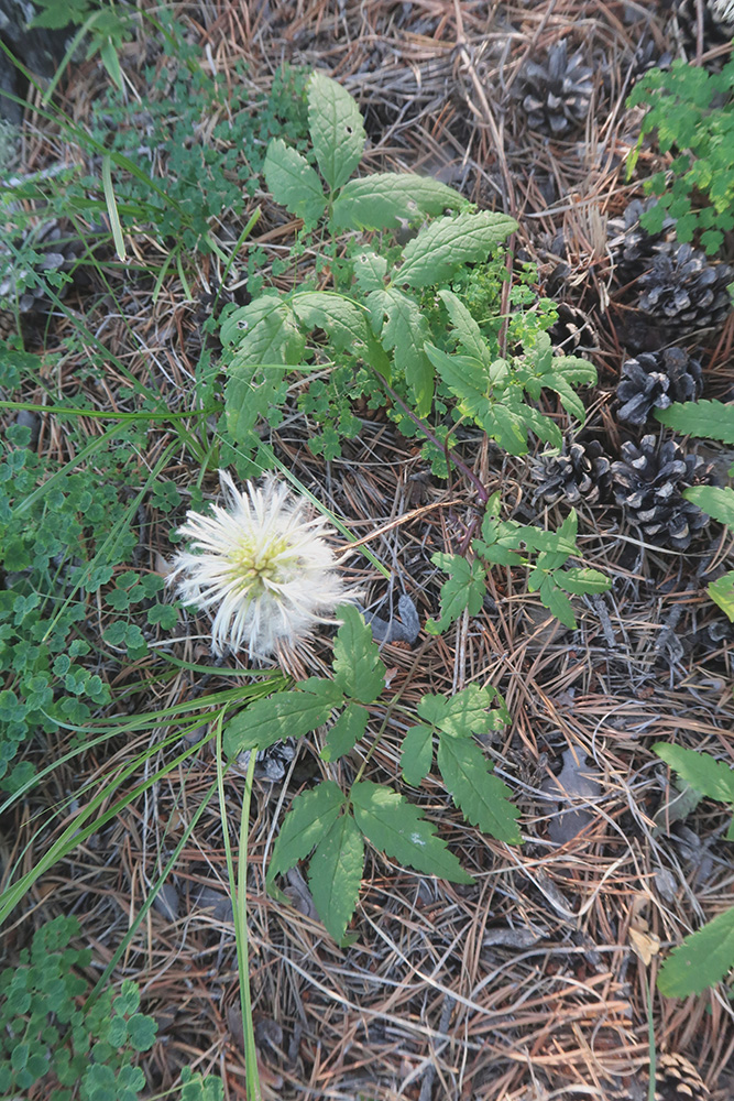 Изображение особи Atragene sibirica.