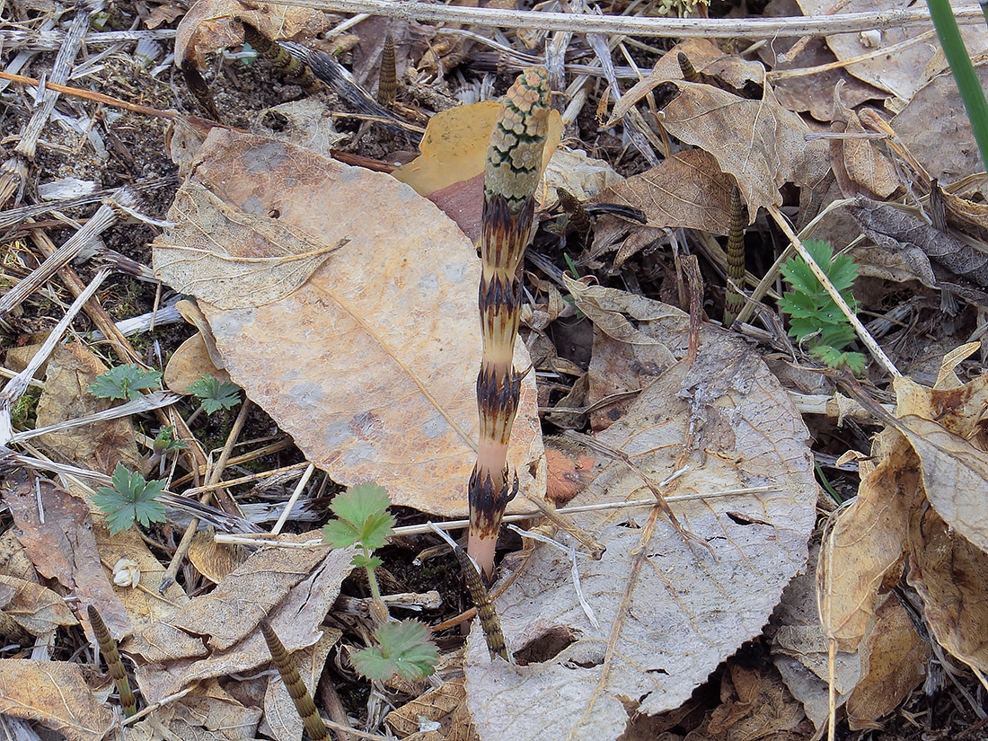 Image of Equisetum arvense specimen.