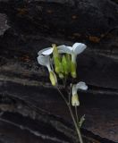 Arabis caucasica