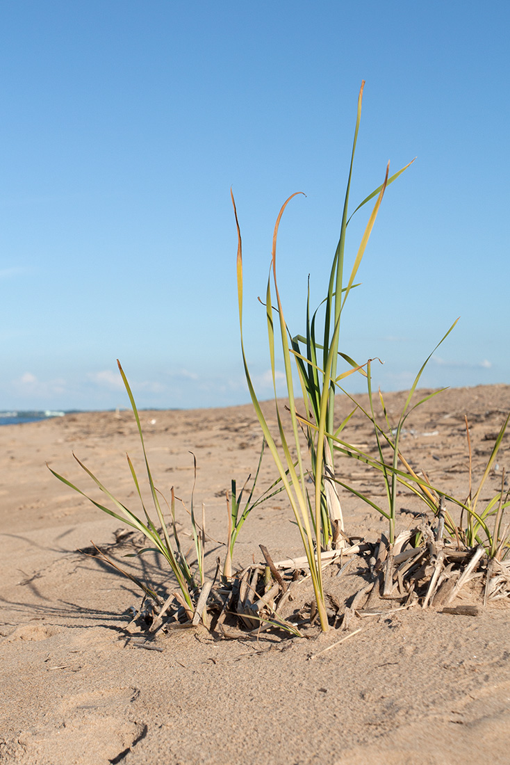 Изображение особи Typha angustifolia.