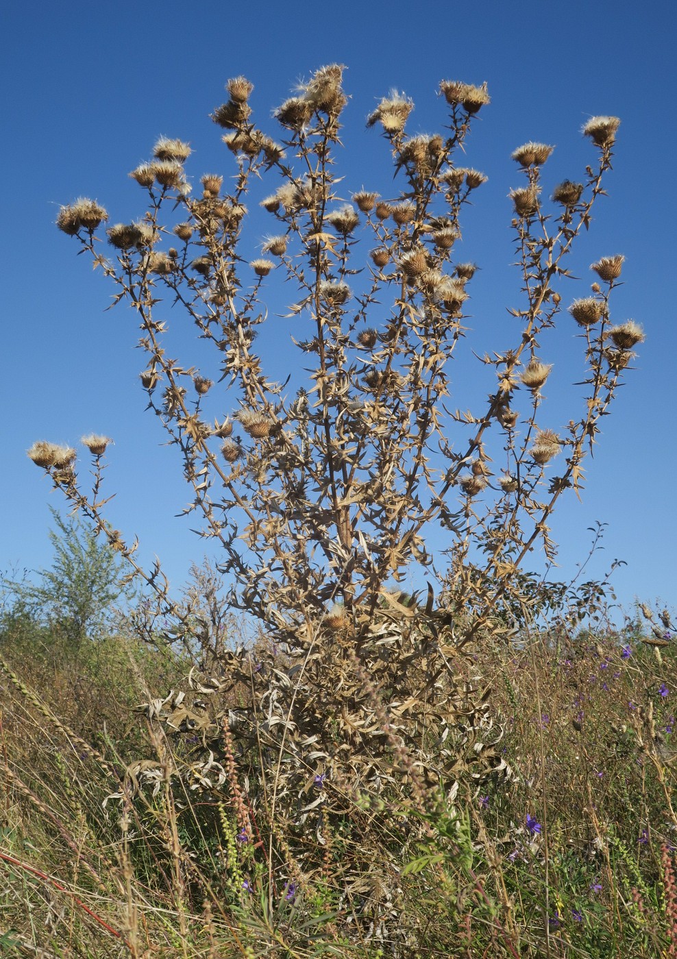 Изображение особи Cirsium ukranicum.