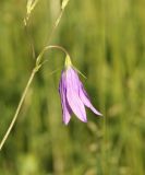 Campanula patula. Цветок. Калужская обл., Боровский р-н, окр. дер. Чёлохово, сенокосный луг на старой залежи. 13 июня 2020 г.