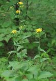 Crepis sibirica