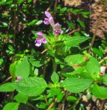 Galeopsis tetrahit. Цветущее растение. Германия, г. Гейдельберг, гора Heiligenberg, выс. ок. 439 м н.у.м., амфитеатр. 08.08.2012.