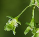 Rumex confertus