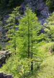 Larix olgensis. Взрослые деревья (Larix komarovii Kolesn.). Приморский край, окр. г. Дальнегорск, падь Партизанская, известняковый каменистый склон. 11.06.2022.