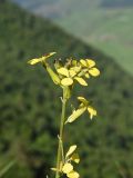 род Erysimum