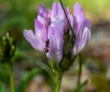 Astragalus danicus. Соцветие с ползущим муравьём. Тверская обл., Кимрский р-н, дамба Иваньковского вдхр. 08.06.2022.