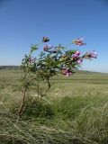 Astragalus oropolitanus