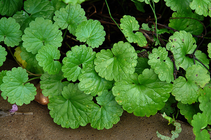 Image of Glechoma hederacea specimen.