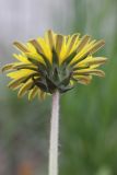 Taraxacum juzepczukii