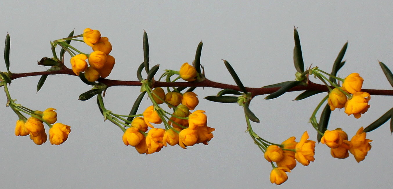 Изображение особи Berberis &times; stenophylla.