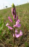 Polygala major. Соцветие. Крым, окр. с. Перевальное, урочище Аян. 6 мая 2012 г.