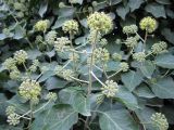 Hedera helix. Побеги с соцветиями. Крым, Тарханкутский п-ов, пгт Черноморское, склон Калиновской балки. 02.09.2012.