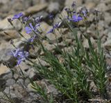 Linum nervosum