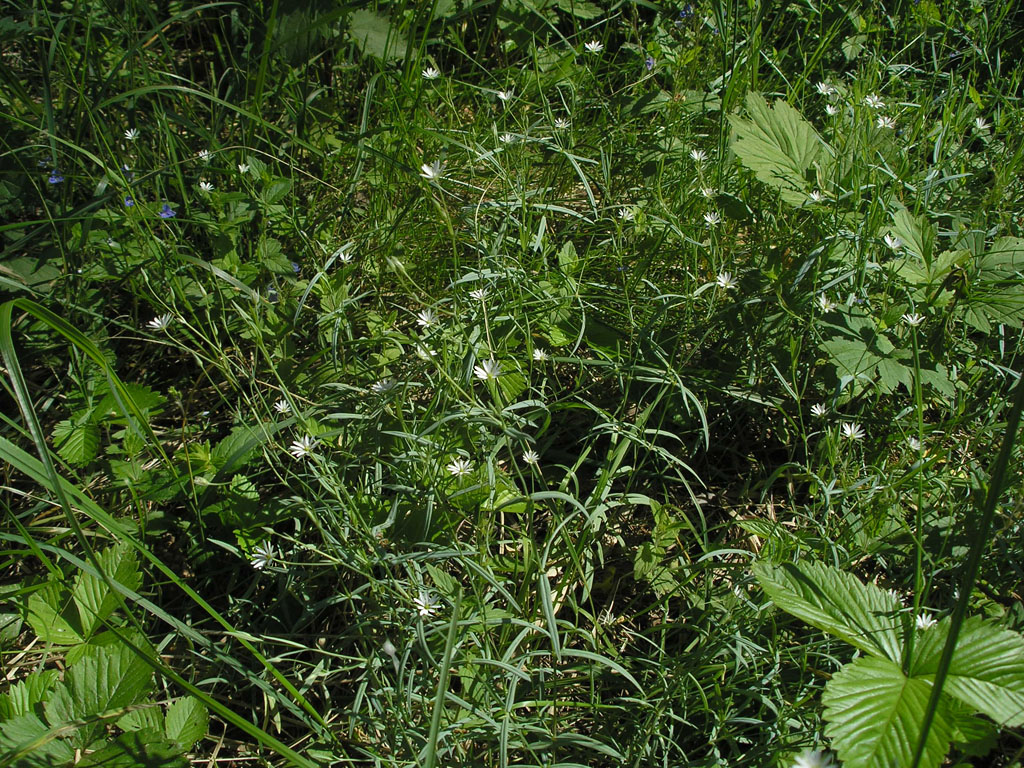 Изображение особи Stellaria hebecalyx.