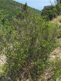 Jasminum fruticans