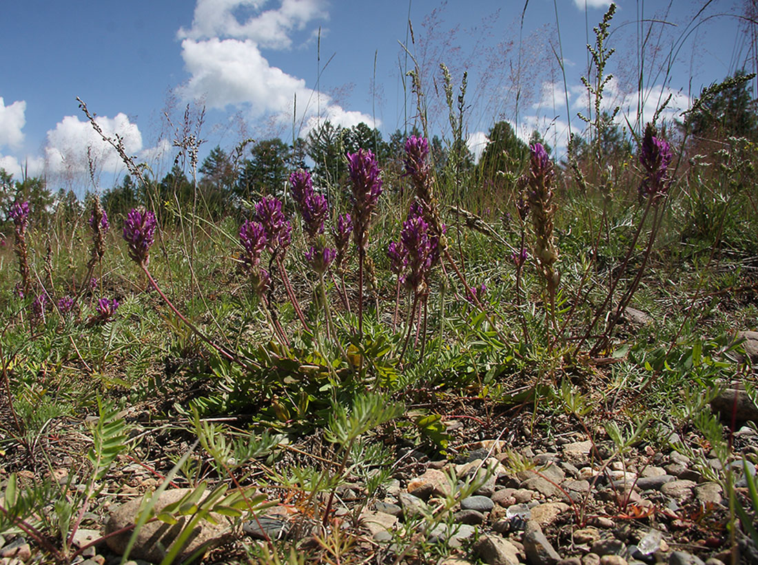 Изображение особи Oxytropis strobilacea.