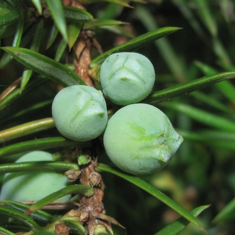 Изображение особи Juniperus communis.