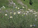 Anthemis jailensis