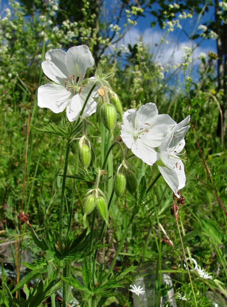 Изображение особи Geranium pratense.